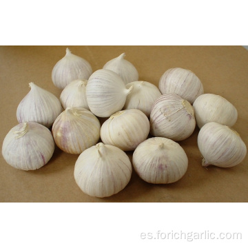 Diferentes tamaños de la mejor calidad de ajo solo de Yunnan